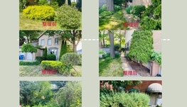急招，7月4日招帮手一名，南岸，30$/小时
