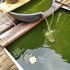 Angrinon地铁旁带独立卫浴衣帽间4月1日起分租