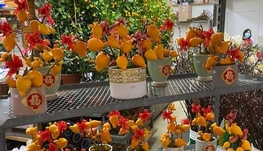 招聘绿植养殖师