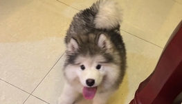 招聘宠物寄养人