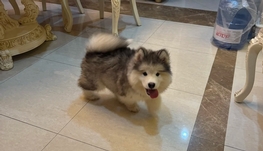 招聘宠物寄养人