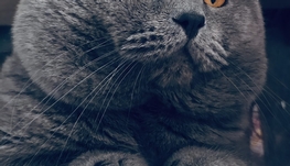 临时宠物家长（托养一只布偶猫、一只蓝猫）