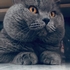 临时宠物家长（托养一只布偶猫、一只蓝猫）