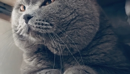 临时宠物家长（托养一只布偶猫、一只蓝猫）