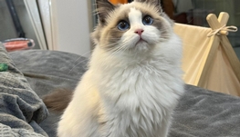 临时宠物家长（托养一只布偶猫、一只蓝猫）