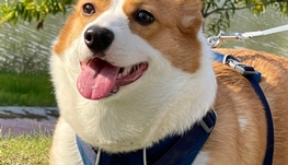 招宠物家长