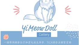 8月布偶猫找家合集 - TICA世界猫协会注册猫舍，北美蓝双海双布偶猫舍，专注繁育