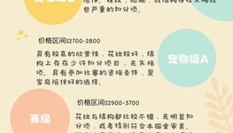 8月布偶猫找家合集 - TICA世界猫协会注册猫舍，北美蓝双海双布偶猫舍，专注繁育