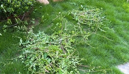 招聘家庭园艺师