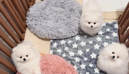 宠物狗博美找新家