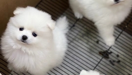 宠物狗博美找新家