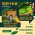 招茶叶女包装员